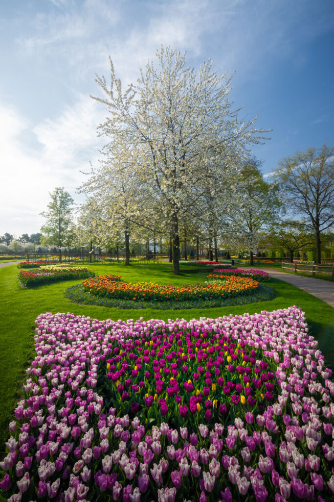 keukenhof gardens,tulip garden near me,the tulip,the tulip tree,roozengaarde tulips,netherlands flower fields