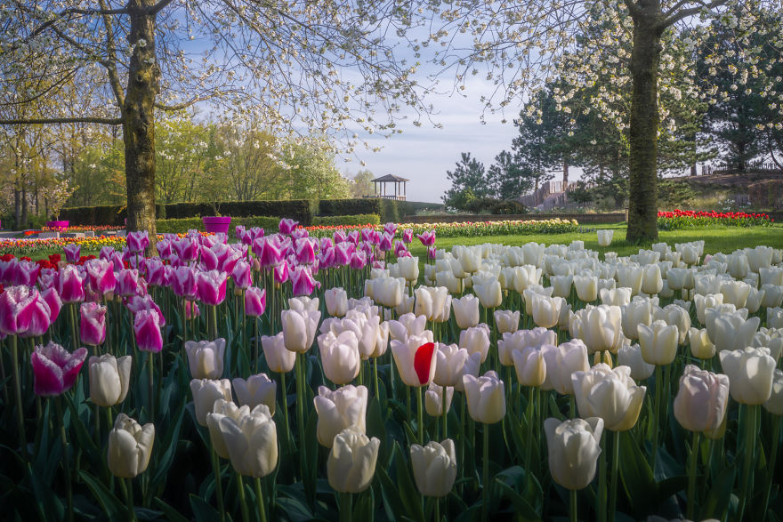 tulip season netherlands,keukenhof gardens 2022,tulip season in holland,keukenhof tulips,tulip farm netherlands