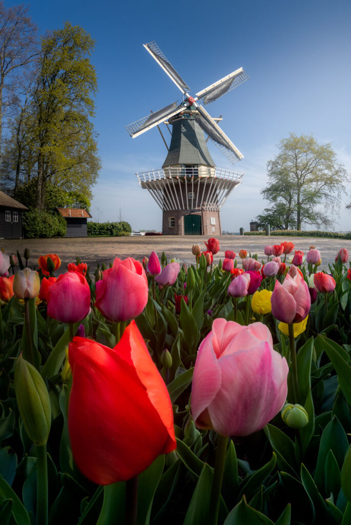 keukenhof gardens,tulip garden near me,the tulip,the tulip tree,roozengaarde tulips,netherlands flower fields