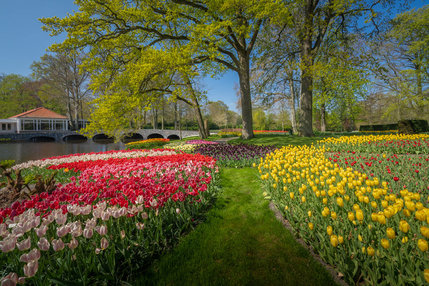 the keukenhof,longwood gardens tulips,keukenhof flower garden,keukenhof gardens tickets