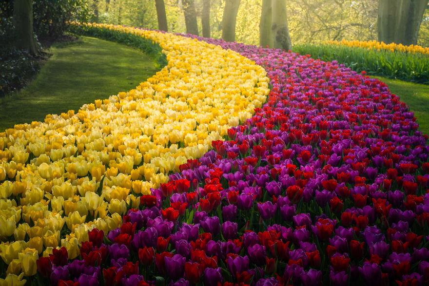 keukenhof tulip gardens,tulip garden,beautiful photographs,albert dros,tulip fields netherlands