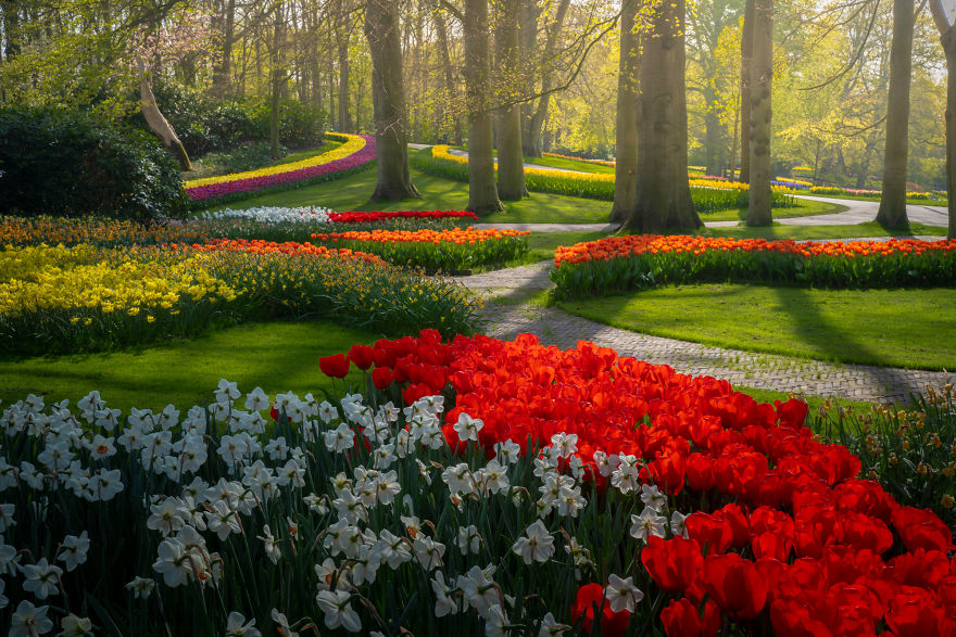 keukenhof gardens,tulip garden near me,the tulip,the tulip tree,roozengaarde tulips,netherlands flower fields