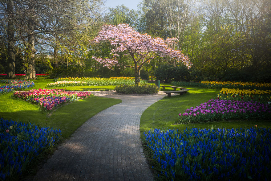 albert dros photography,dutch flower fields,fields of tulips in holland,biltmore tulips