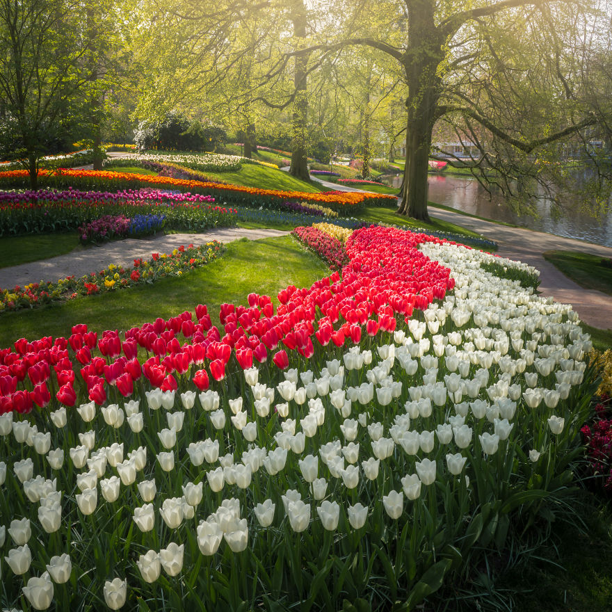 the keukenhof,longwood gardens tulips,keukenhof flower garden,keukenhof gardens tickets