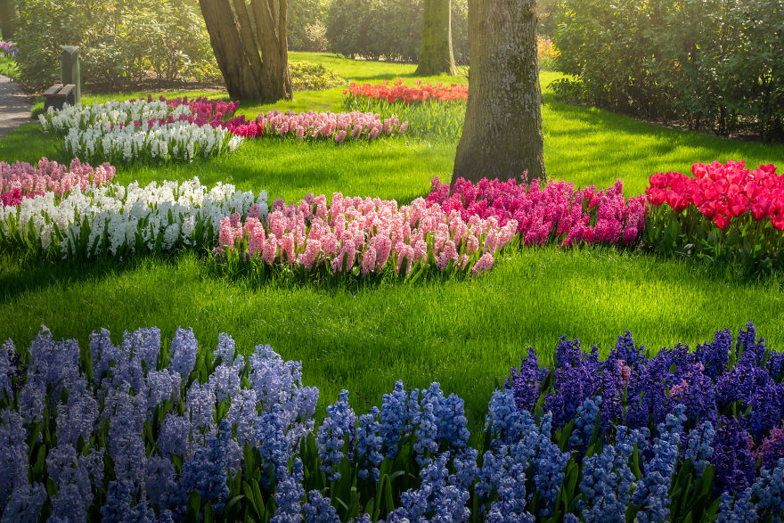 keukenhof tulip gardens,tulip garden,beautiful photographs,albert dros,tulip fields netherlands