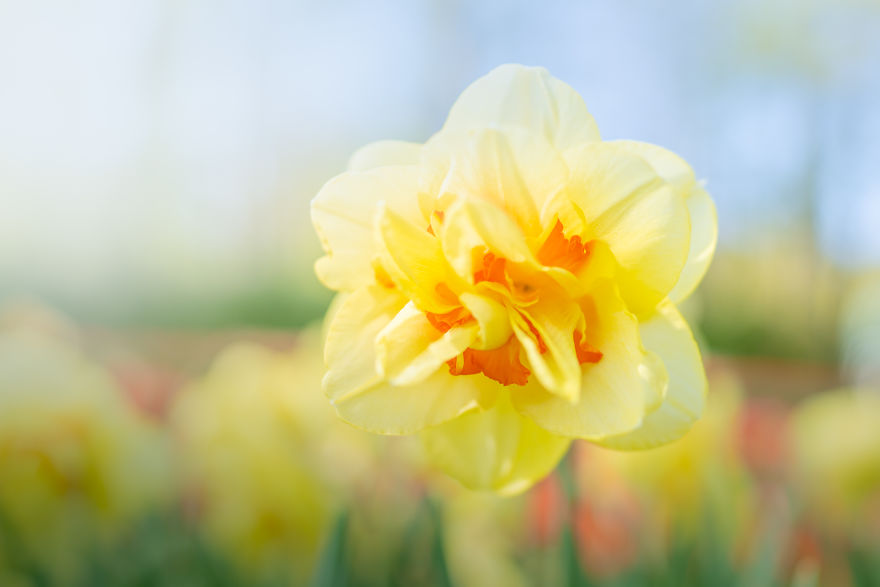 tulip season netherlands,keukenhof gardens 2022,tulip season in holland,keukenhof tulips,tulip farm netherlands