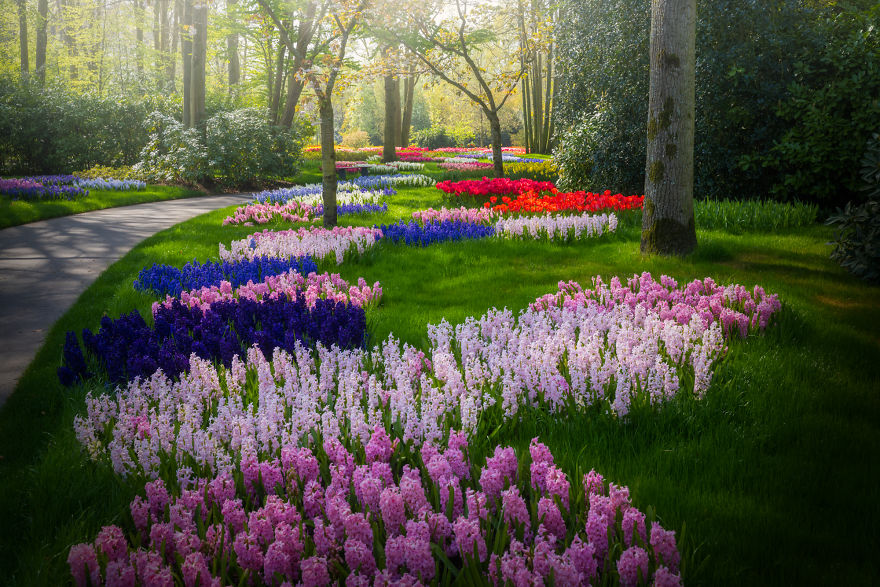 albert dros photography,dutch flower fields,fields of tulips in holland,biltmore tulips