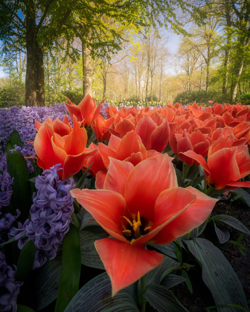 tulip season netherlands,keukenhof gardens 2022,tulip season in holland,keukenhof tulips,tulip farm netherlands