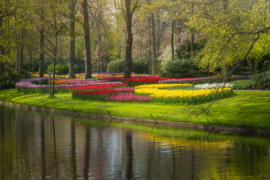 keukenhof tulip gardens,tulip garden,beautiful photographs,albert dros,tulip fields netherlands