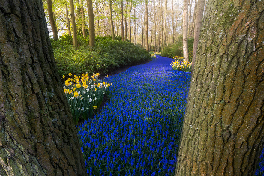 albert dros photography,dutch flower fields,fields of tulips in holland,biltmore tulips