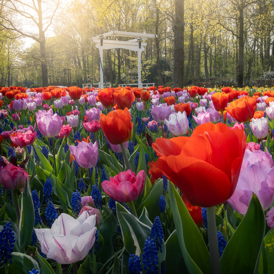 the keukenhof,longwood gardens tulips,keukenhof flower garden,keukenhof gardens tickets