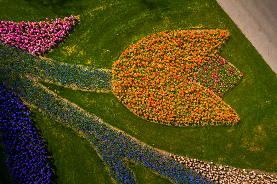 keukenhof tulip gardens,tulip garden,beautiful photographs,albert dros,tulip fields netherlands