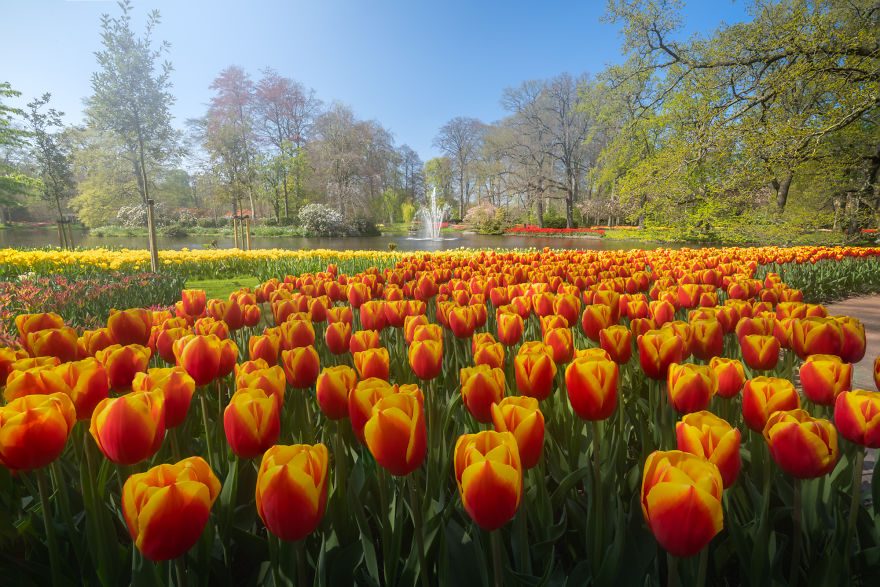 keukenhof gardens,tulip garden near me,the tulip,the tulip tree,roozengaarde tulips,netherlands flower fields