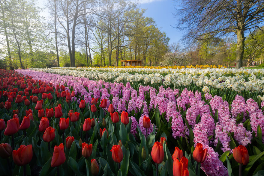 tulip season netherlands,keukenhof gardens 2022,tulip season in holland,keukenhof tulips,tulip farm netherlands
