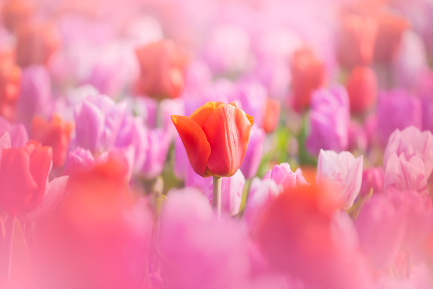 albert dros photography,dutch flower fields,fields of tulips in holland,biltmore tulips