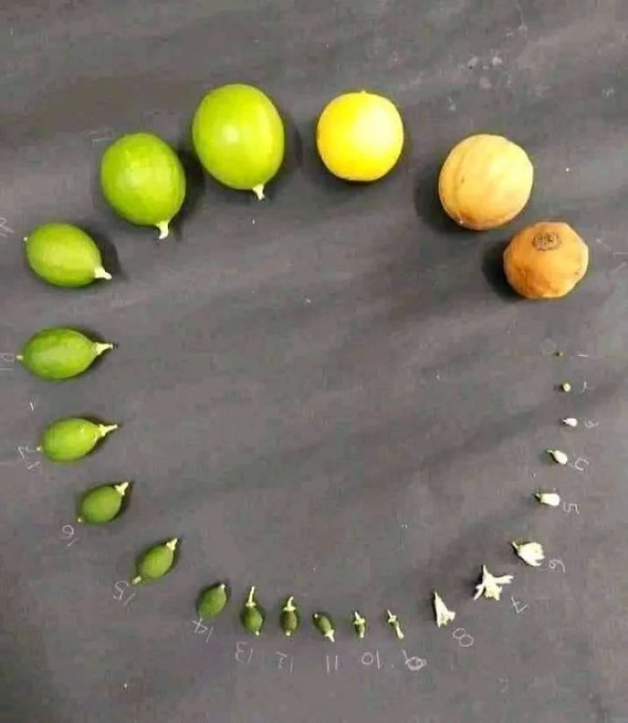 Life cycle of lemon