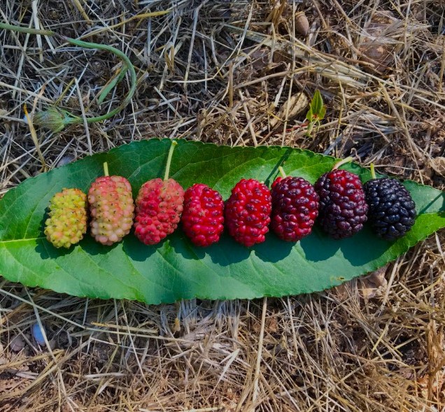 Life cycle of mulberries