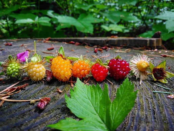 Life cycle of salmonberry