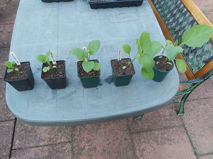 Life cycle of Aubergine Plants