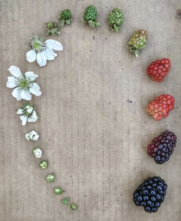 Life cycle of blackberries