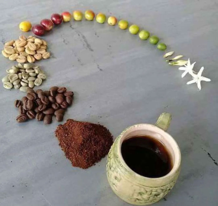 Life cycle of coffee