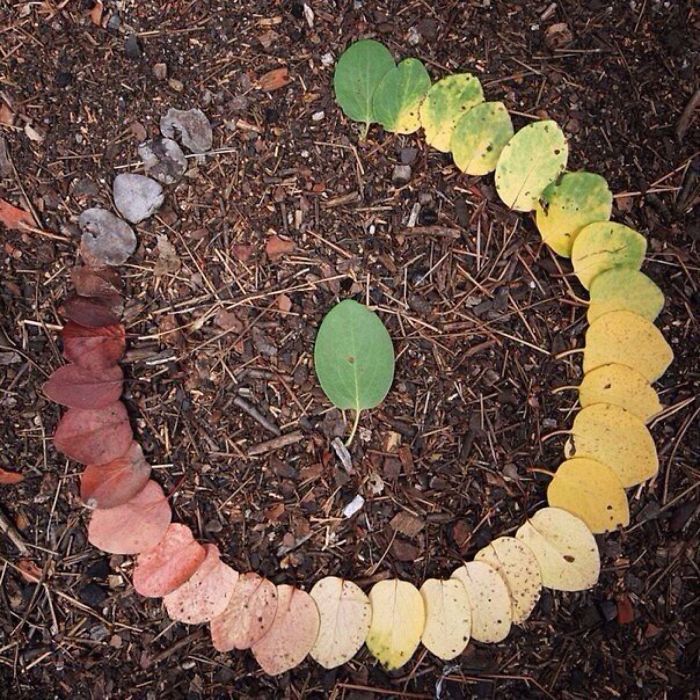 Life cycle of tree leaf