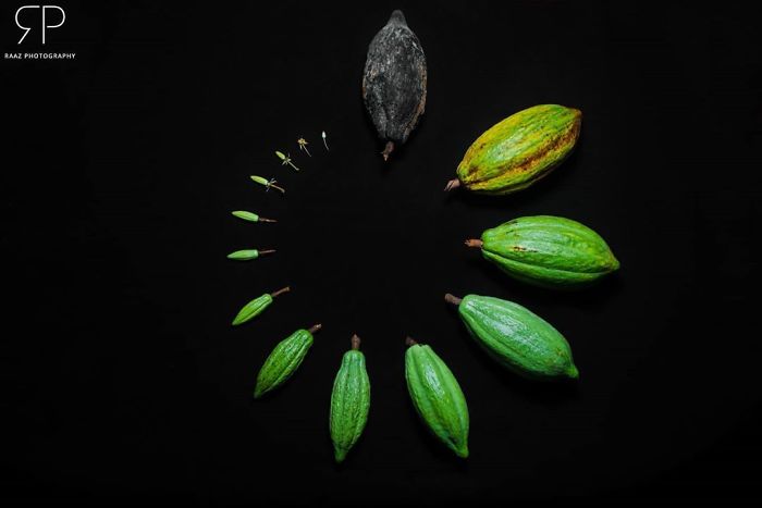 Life cycle of cacao