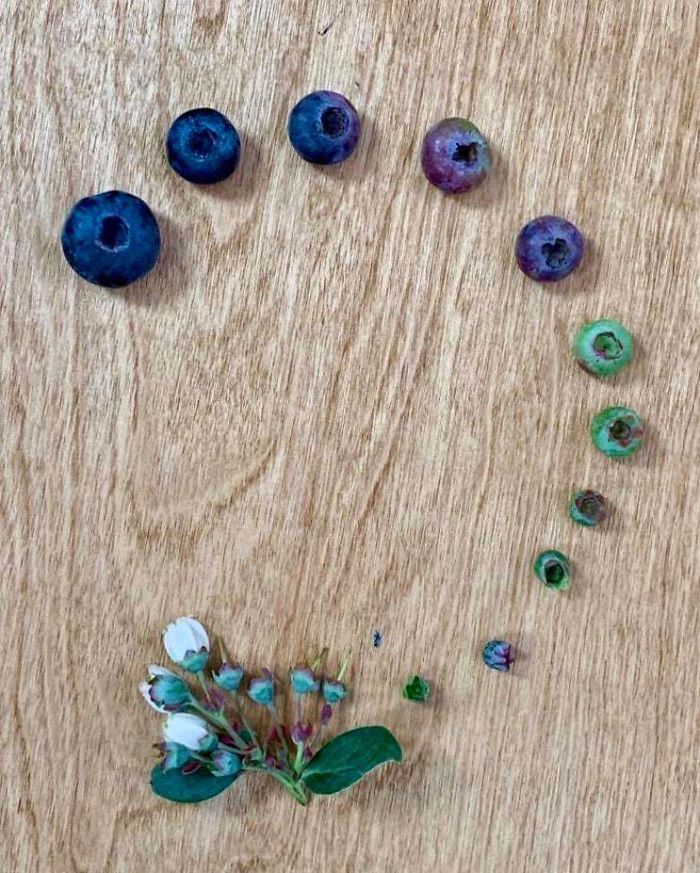 Life cycle of blueberry