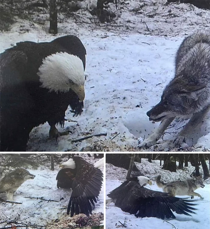 This caught on a trail cam, a gray wolf vs. a bald eagle size