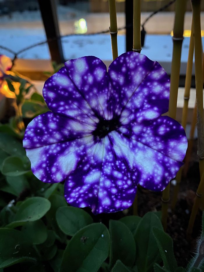 This Petunia looks like a galaxy