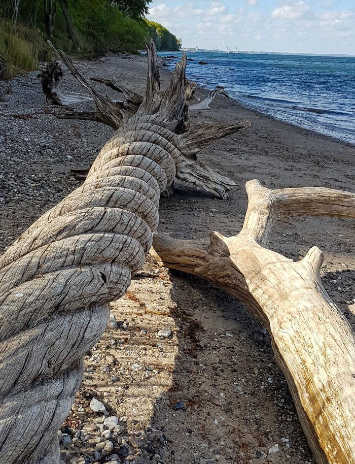 A twisted driftwood on a beach