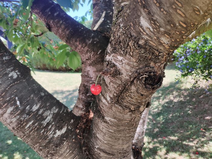 This cherry is grown alone in the middle of the tree