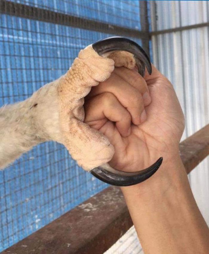 The harpy eagle's talons can be as enormous as a bear's claws, and its legs can be nearly as thick as a man's wrist