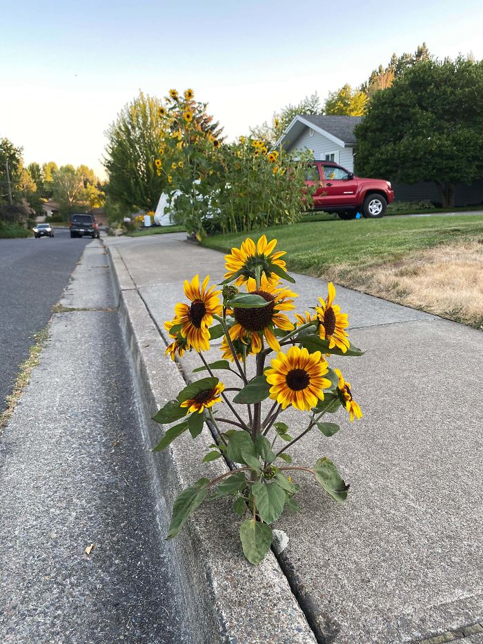 A sunflower growing out of the sidewalk and behind is the parent patch