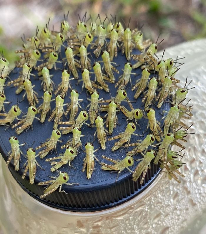 An army of baby grasshoppers