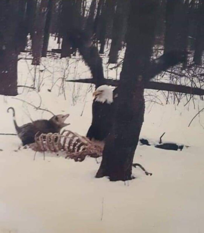 A possum yelling at a bald eagle