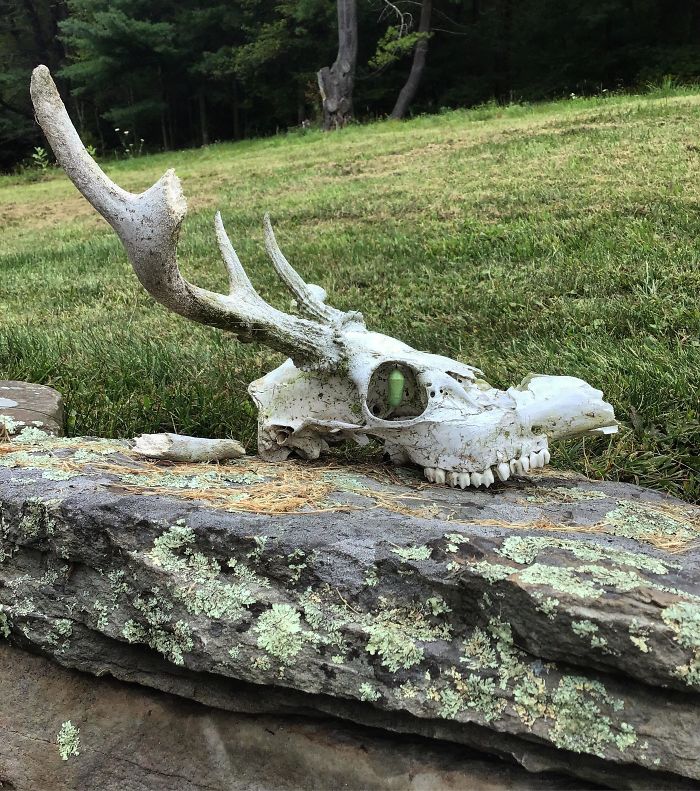 This skull was found by my mom. There is a chrysalis inside the eye socket.