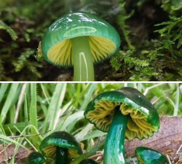 The Parrot Waxcap mushroom