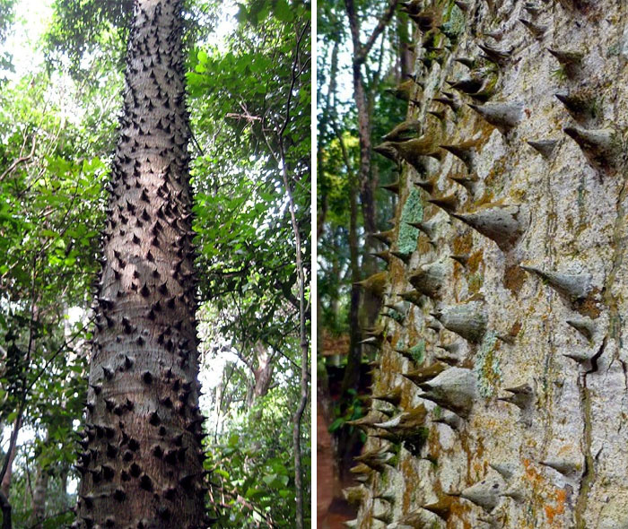 The sandbox tree, also known as the "dynamite tree," is scary