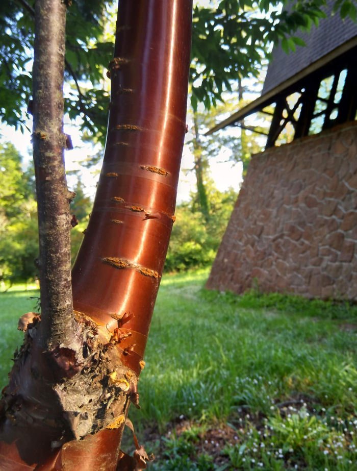 Tibetan cherry tree found at the local park in our area. it looks like it made from copper