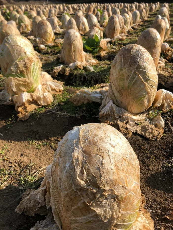 A cabbage field in Japan looks like an alien's eggs