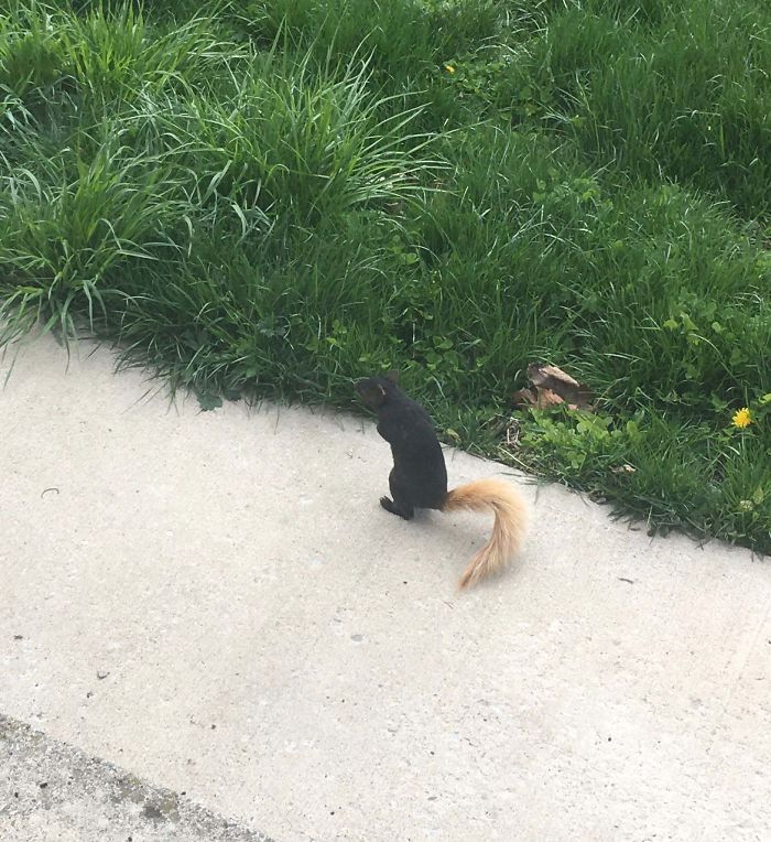 Black squirrel with a blondie tale