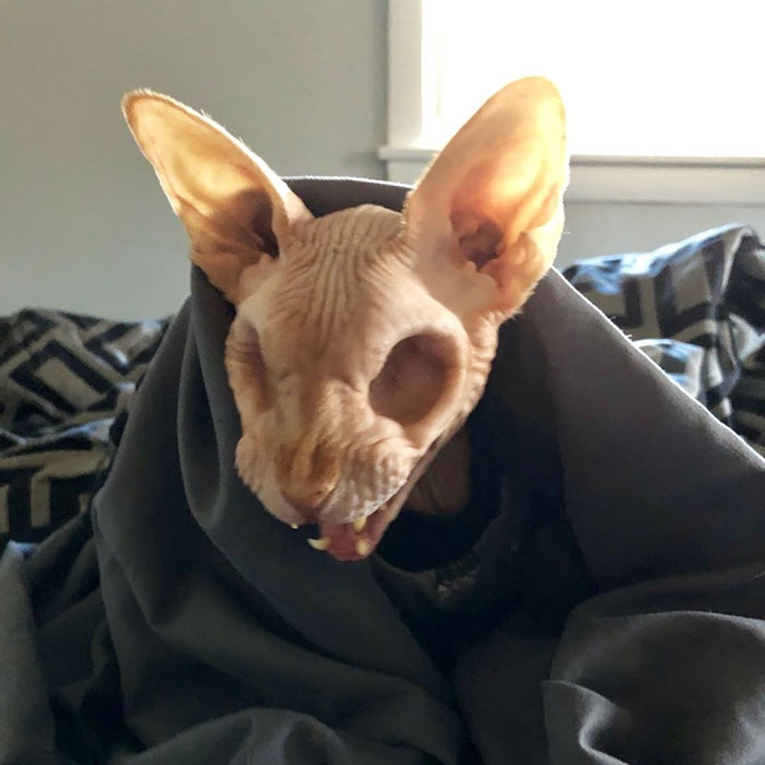 This sphynx cat doesn't have eyes