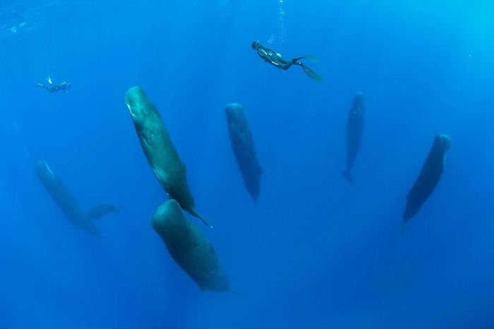 Whales are sleeping