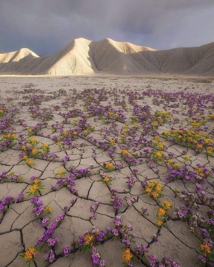 A desert bloom in the Atacama Desert in Chile. a rare sight