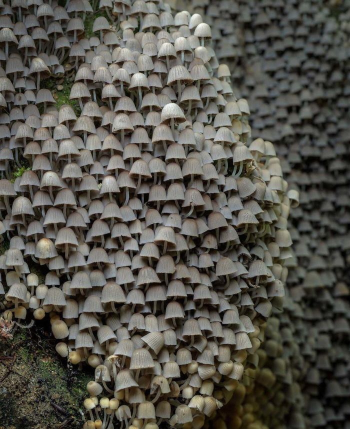 A whole colony of fairy inkcaps