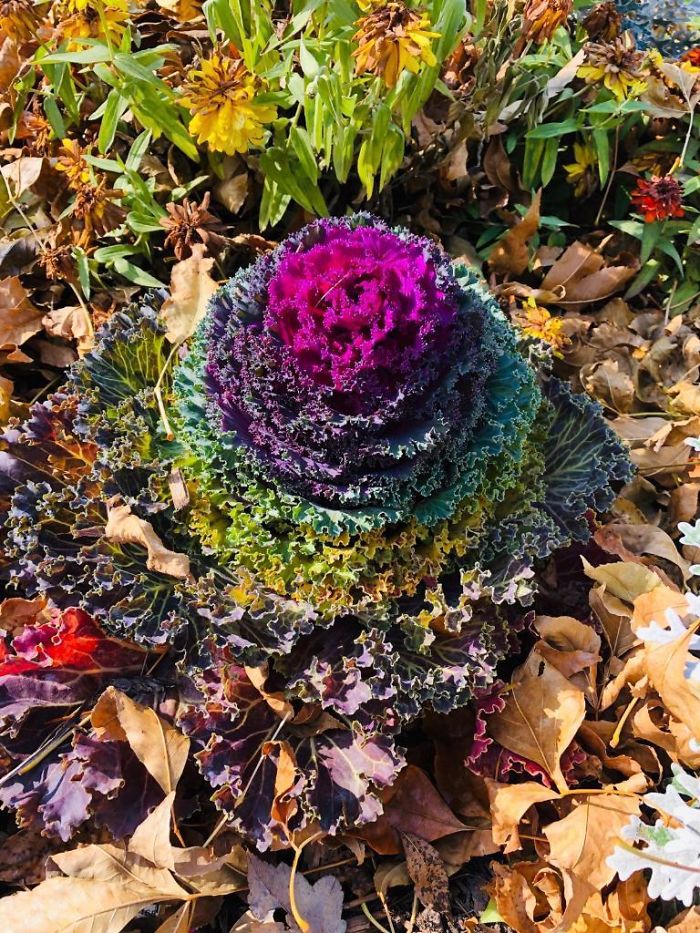 Vibrant cabbage in my garden