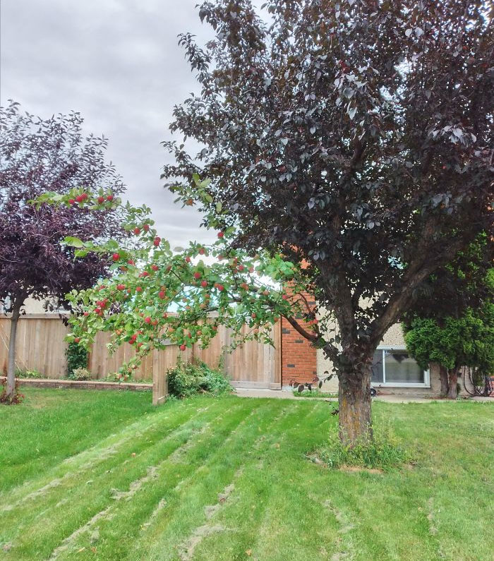 This tree is in my neighbor’s garden. One part of the tree Has 1 Branch Of An Apple Tree, and the other is a typical tree.