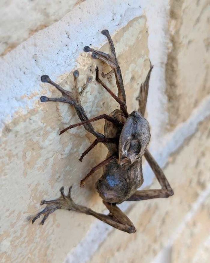 The frog and the spider dried