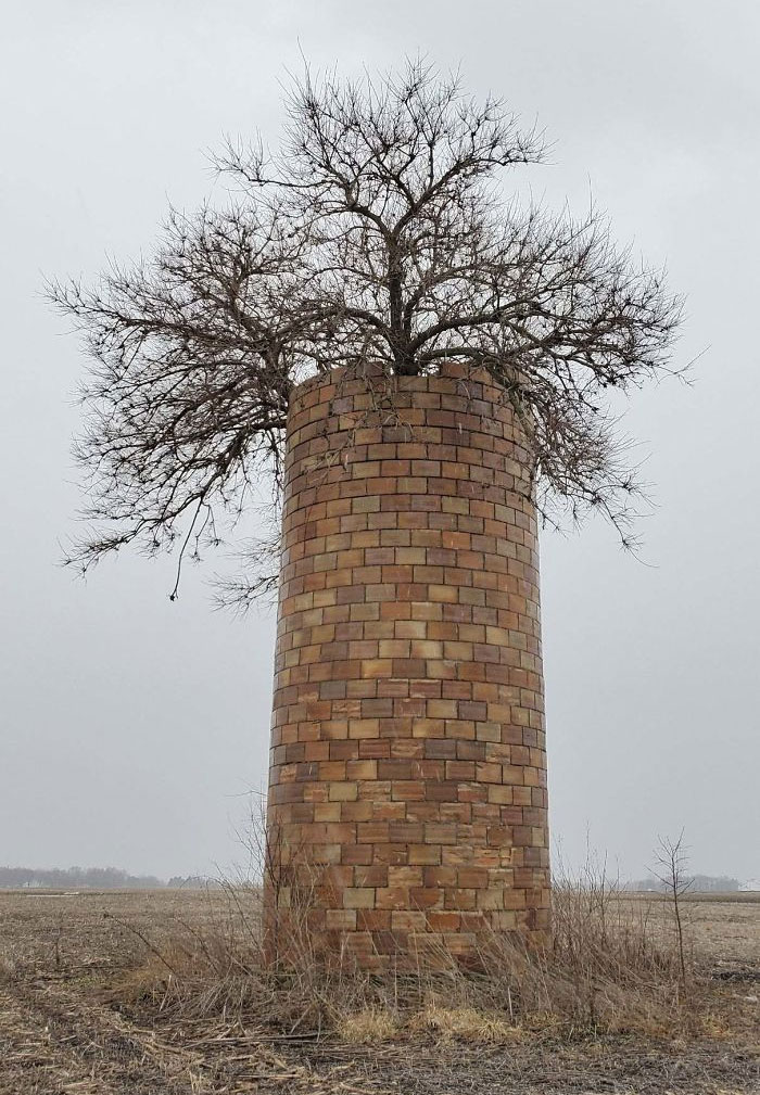 This tree grew inside an old silo. It was finally able to reach the top.